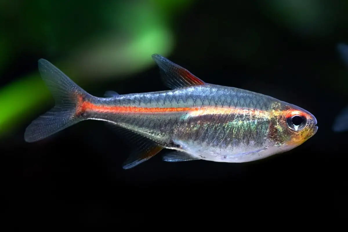 Glowlight Tetra